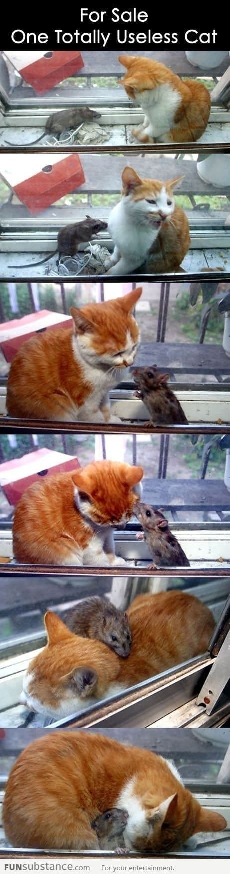 Cat and mouse relationship