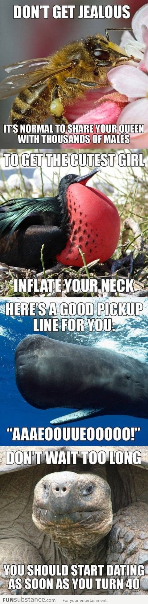 Animals give relationship advice