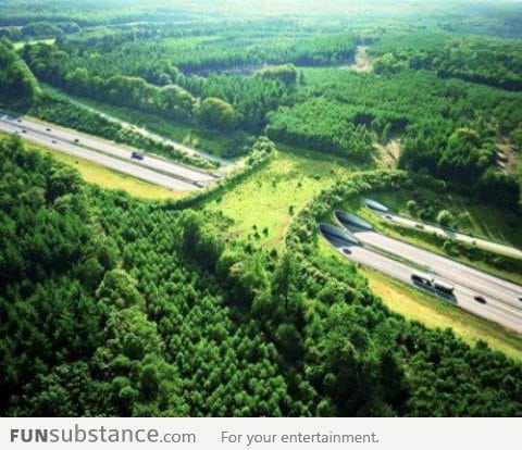 A wildlife bridge to help animals cross the highway