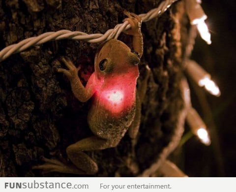 Tree frog ate a Christmas light