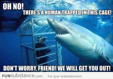 Misunderstood Shark