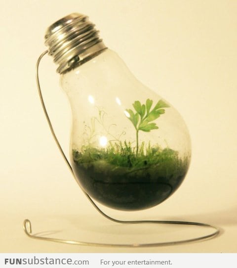 Growing a plant in an old light bulb