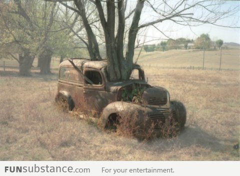 Just a tree growing through a car