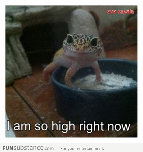 Gecko is high?