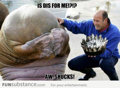 Photo Of When A Walrus Received A Fish Cake For His Birthday!