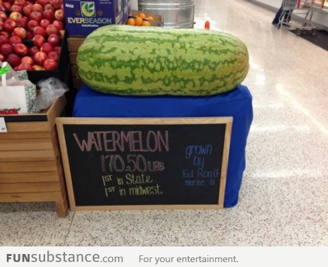 170lbs watermelon