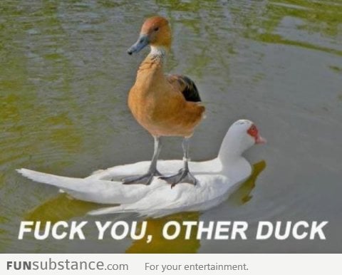 Rude duck