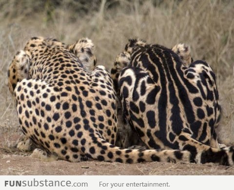 Normal Cheetah and a King Cheetah