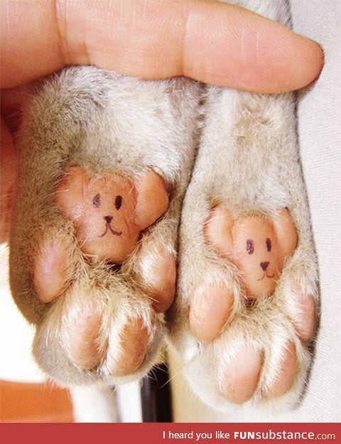 Apparently cat paws have an uncanny resemblance to to tiny little bears.