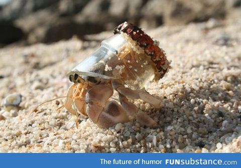 Hermit crab with a beer bottle for a shell