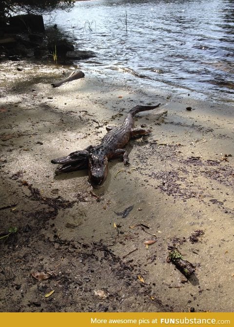 Two-headed alligator found in Florida