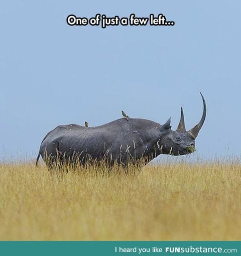 A majestic black rhino