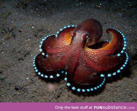 Lovely octopus