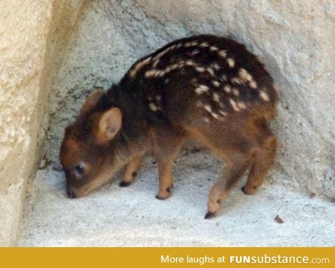 Pudu: the world's smallest deer
