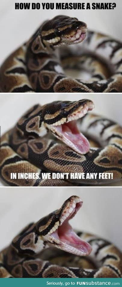 How do you measure a snake