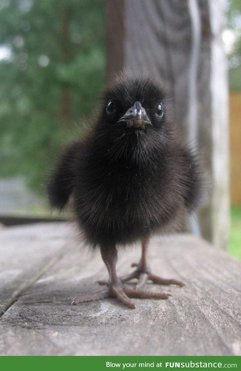 This Is What a Baby Raven Looks Like