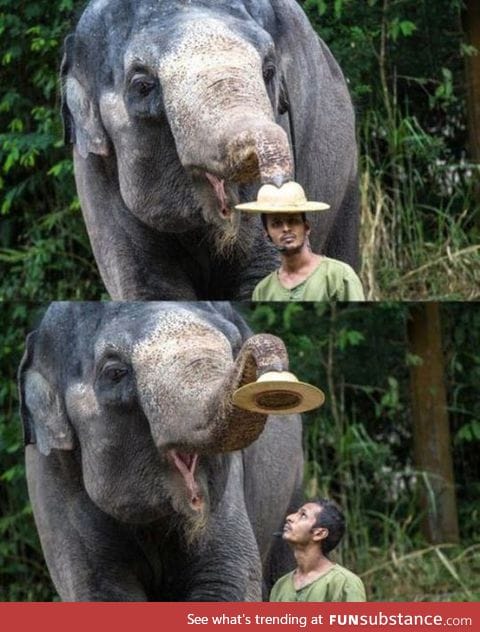 Elephants With a Good Sense of Humor