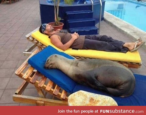 This sunbed is seal approved