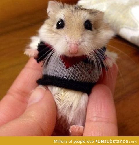 A hamster in a sweater