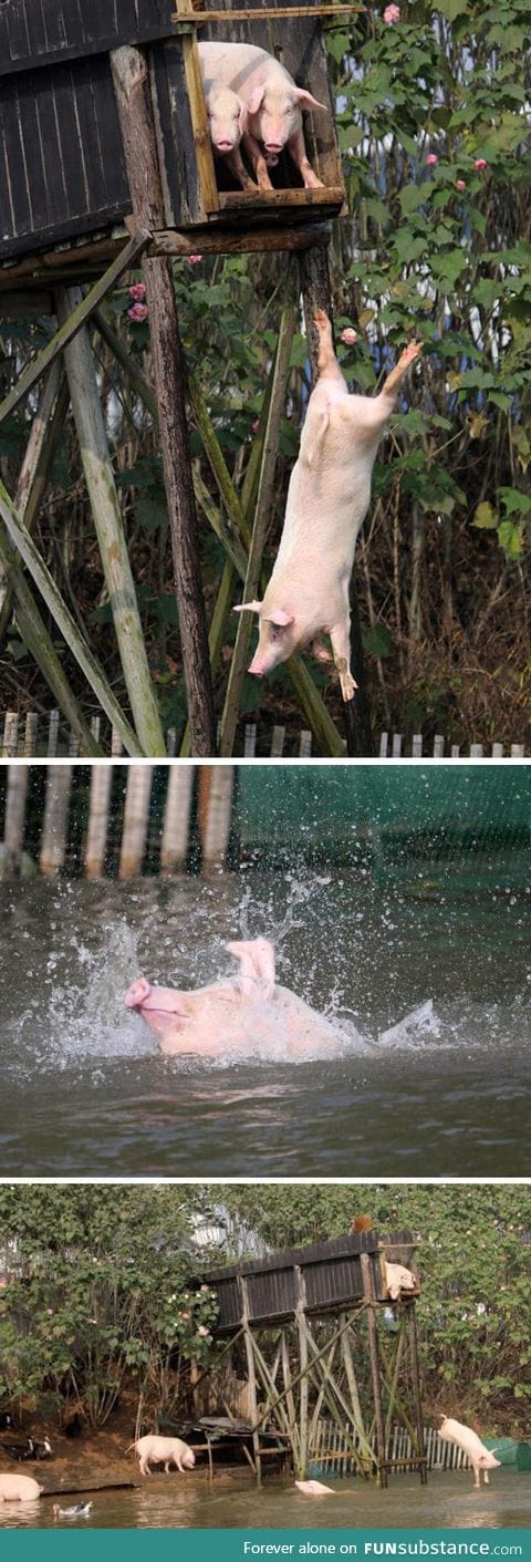 Pigs are adorable when they're having fun
