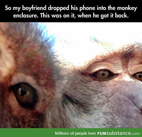 Monkey selfies