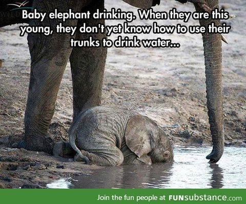 The cutest baby elephant