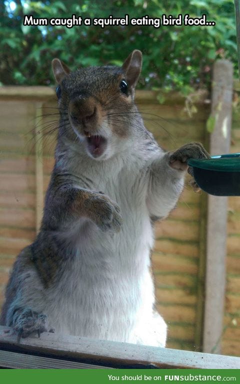 That look on the squirrel's face