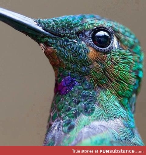 Hummingbird closeup