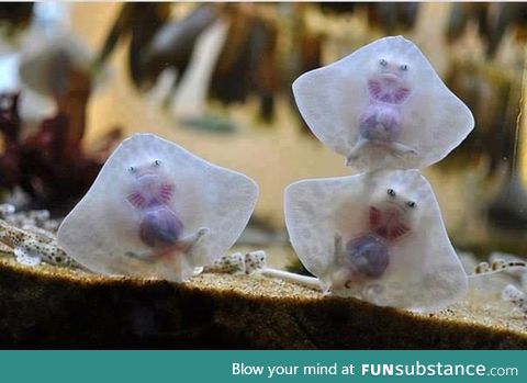 Baby stingrays