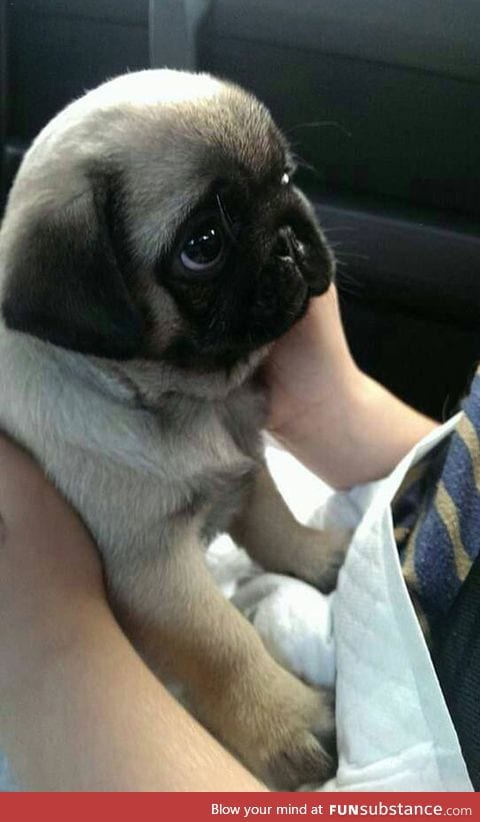 Probably the cutest baby pug in existence