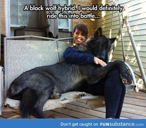 Black wolf hybrid