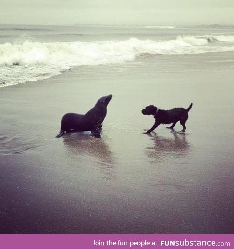 A sea lion came out to play with a dog on the beach!