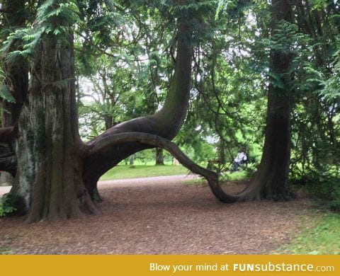 This tree's branch became an independent tree