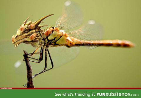 Googled "dragonfly," was not disappointed