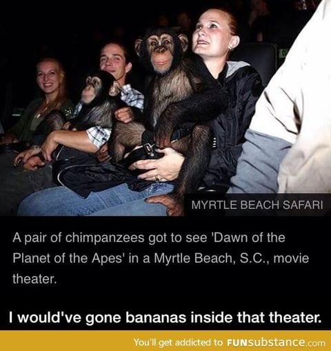 Apes watching Planet of the Apes