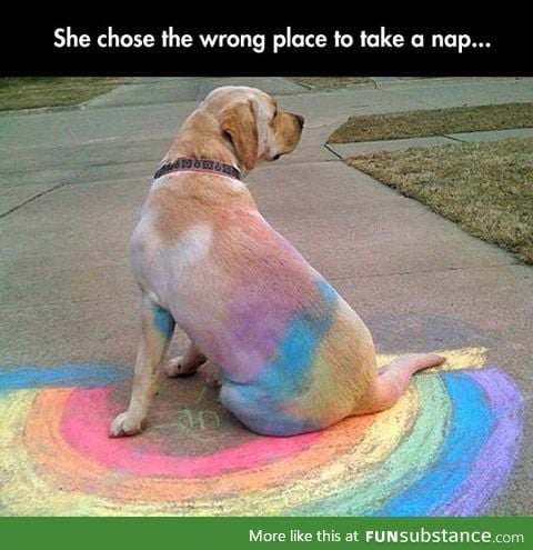 Rainbow labrador