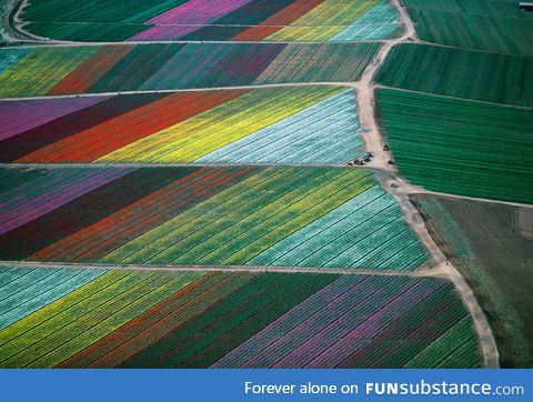 Tulip fields - the Netherlands