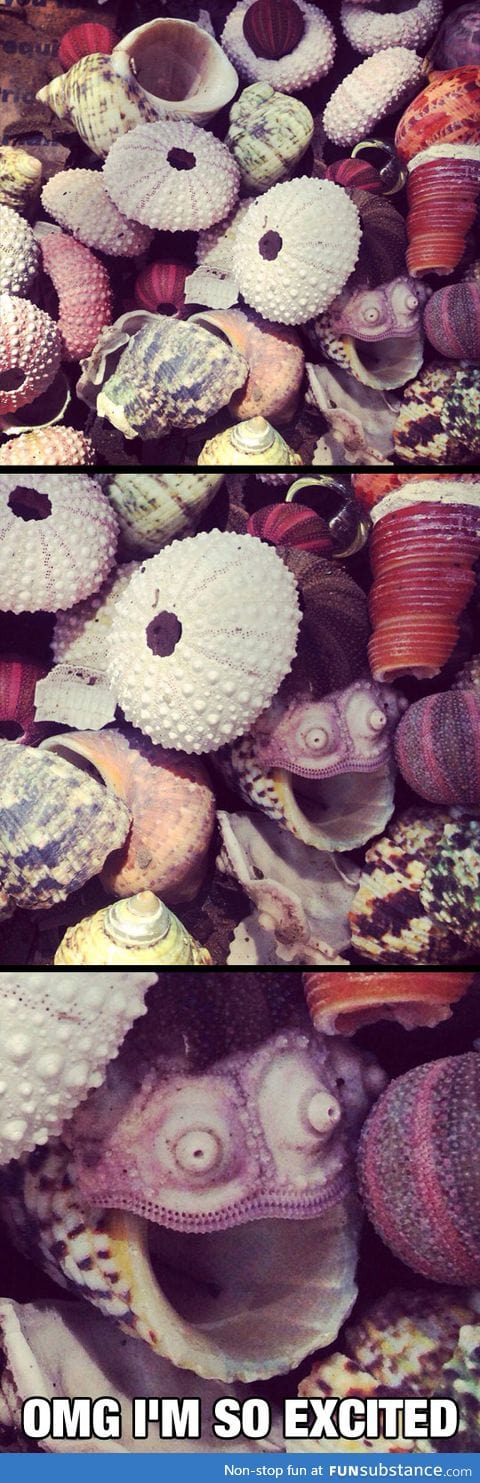 Happy seashell is very happy