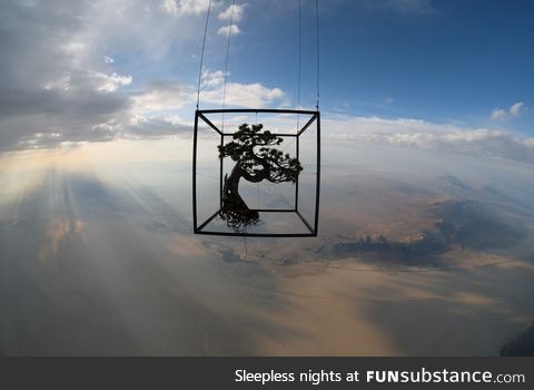 A japanese artist launches bonsai into space