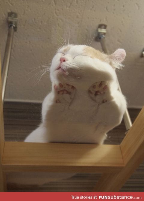 This cat sleeping on a glass table