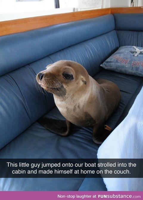 The intruder seal