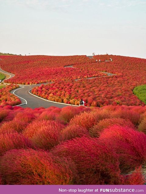 Hitachi Seaside Park in Japan