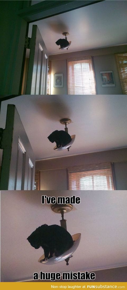 Most cats see elevated surfaces in your home as challenges.