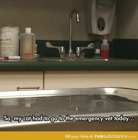 Sink cat is not amused