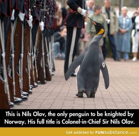 Colonel penguin