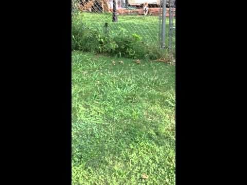 Bulldog excited to see the mailman, faceplants into the fence everyday