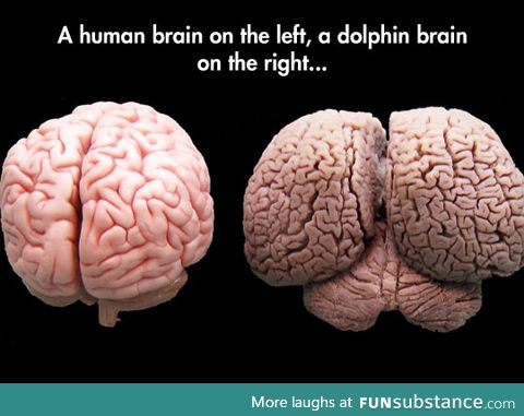 Brain sizes