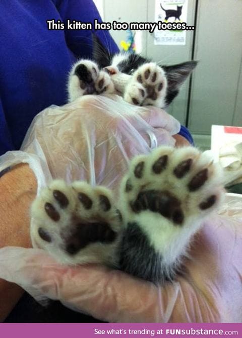 Too many kitty toes