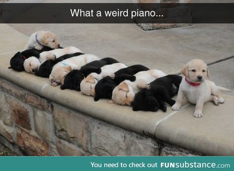 The keys are alive, with the sound of puppies