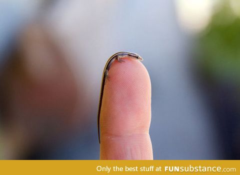Tiny baby skink lizard
